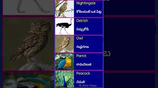 పక్షులు పేర్లు// English//Telugu // please do subscribe 🙏🙏 #birds #short #3#trending #viral#english