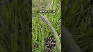 その辺の道端で採れる野生のアスパラガス  #shorts #americalife #nature #wildedibles  #野草 #アメリカ生活 #アウトドア