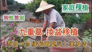 [家庭種植]08_1 九重葛移植換盆 添加一物 緩解日後土壤板結速度...