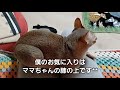 初めまして**やんちゃ猫のある日始めます**