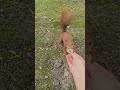 a squirrel  