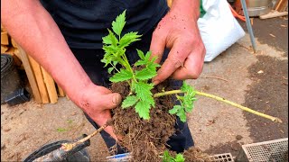 Potting Plants - Permaculture Style