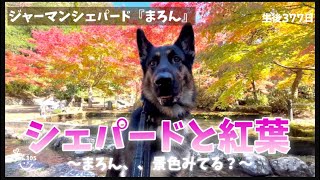 【紅葉とジャーマンシェパード】近くにとっても紅葉が綺麗な公園があります。まろんと一緒に紅葉狩りに行ってきました😊