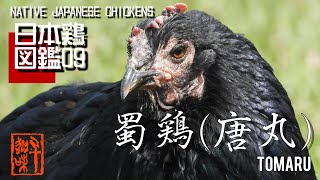 日本鶏図鑑09　蜀鶏（唐丸）　The World of Native Japanese Chickens