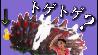 【自慢できる自由研究】アゲハ以外の幼虫飼育【難易度別】チョウを育てよう. 夏休みに蝶！超オススメ！生き物好きな小学生の子供向け.親子でチャレンジしてね！