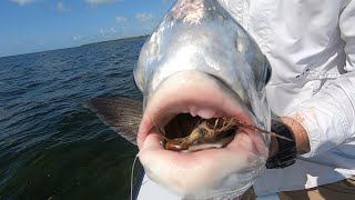 Monster Permit Pig on Homemade Jig