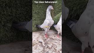 Original saharanpuri kabootar of my loft #saharanpurikabootar #saharanpuri_pigeons #youtubeshorts