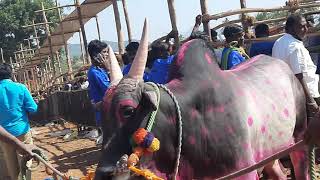 Mullukurichi Jallikattu Live Updates | ஜல்லிக்கட்டு | Namakkal Rasipuram Jallikattu