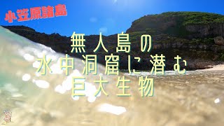 【小笠原諸島】無人島の海中洞窟に潜む巨大魚の大群！【聟島列島】