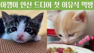 작고 약한 3주차 새끼고양이 안산 드디어 첫 이유식 먹방