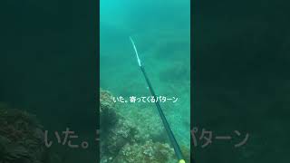 春濁りの海で魚突き【魚突き】＃shorts　spearfishing