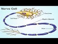 two minutes of anatomy myelin sheath