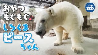 【とべ動物園】おやつモグモグ♪しろくまピースちゃん [Tobe Zoo] Polar bear PEACE