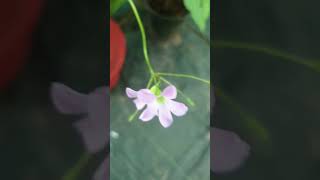 Oxalis Plant #home #garden #plants #shorts