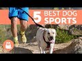 Download 5 Sports with Dogs - Have a Better Relationship with Your Dog In Mp4 3Gp Full HD Video