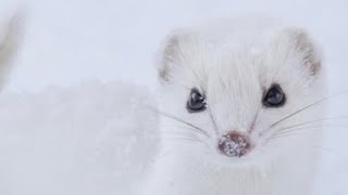 🎥「秒速のハンター！幻のイイズナを激撮！」🐾❄️