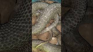 Anda harus berhati-hati di malam hari  #kingcobra #animals #cobrasnake #snake #kingkobra