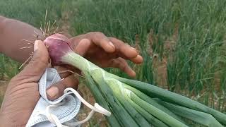 ಈರುಳ್ಳಿ ಕೊಳೆ ರೋಗ ನಿಯಂತ್ರಿಸಿದ್ದು ಹೇಗೆ?!!!! ವೀಕ್ಷಿಸಿ