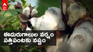 Adilabad Crop Loss: ఇటీవల కురిసిన వర్షాలకు భారీగా పత్తి పంట నష్టం | DNN |  ABP Desam