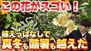 【やっぱりスゴかった】実証！これからの花壇に欠かせない花【ガーデニング】