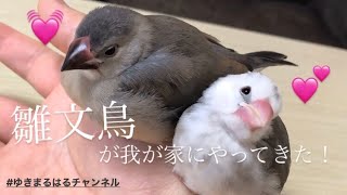 【悶絶級】文鳥の赤ちゃんが可愛すぎる。。【ゆき＆まる:１ヶ月】 java sparrow