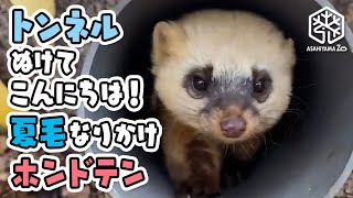 【旭山動物園】トンネルぬけてコンニチハ！夏毛になりかけホンドテン[Asahiyama Zoo] Japanese marten