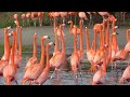 caribbean flamingo courtship