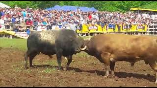Brnješa vl Kevilj & Zekonja vl Grabovac