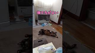 目線の圧が強い猫#保護猫 #猫のいる暮らし #cat #ねこ