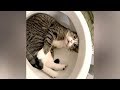 Download I SWEAR you will CRY WITH LAUGHTER! - Ultra FUNNY PETS & ANIMALS In Mp4 3Gp Full HD Video