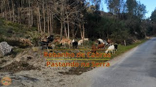 CABRAS na Serra: a Beleza natural de Santa Comba Dão, Portugal!