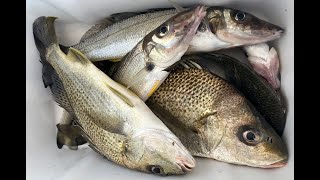 Coomera River Whiting Fishing