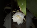 Brahma Kamal Plant #brahmakamal #shortvideo #blessings