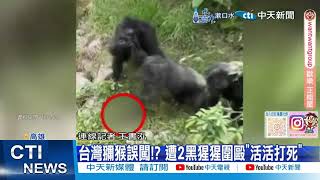 【每日必看】台灣獼猴誤闖!? 遭2黑猩猩圍毆\