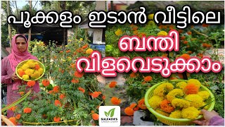 പൂക്കളം ഇടാൻ വീട്ടിലെ ബന്തി വിളവെടുക്കാം | Marigold | ബന്തിച്ചെടി | ചെണ്ടുമല്ലി കൃഷി | Onam 2023