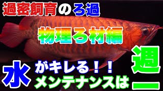 【ろ過】過密飼育でも水は綺麗に！メンテナンスもらくちんに！1年間使ってお勧め出来る物理ろ過材4選！熱帯魚アクアリウム