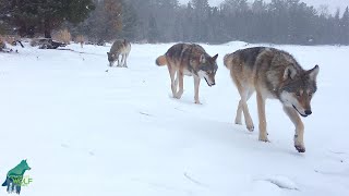 The Nashata Pack traveling along the lakeshore in a snowstorm