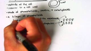 Chapter 8: Membrane 1.1