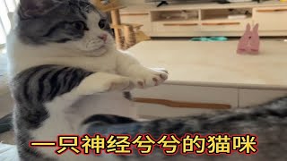 一只神经兮兮的小猫咪，腿短又胖，一天天没事就喜欢刨地满屋子跑