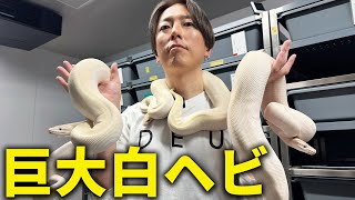 This Is How Big a White Snake Can Get!｜Ball Python Morph List