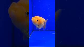 【返金保証】 動画 オランダ獅子頭 ローズテール (k1571) タイ産 8cm オス 2ヵ月 #金魚 6月23日発送 (k1571)