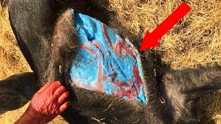 Why Are These Animals CRAZY COLORS?