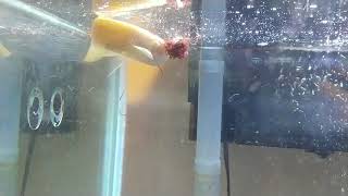 Feeding my young Arowana