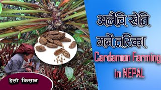 Cardamon Farming in nepalअलैंची खेती गर्ने तरिका, अलैंचीको बजार सम्भावना | LAXMI NARAYAN SHARMA