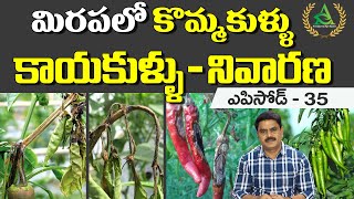 ఎపిసోడ్ 35_ మిరపలో కొమ్మకుళ్ళు, కాయకుళ్ళు నివారణ  | anthracnose in chilli | Annapurna agri space