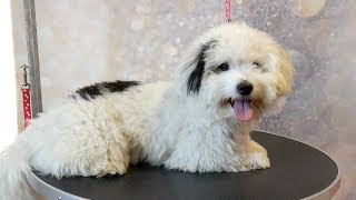 Grooming Guide - How to Groom a Coton de Tulear #46