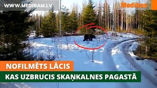 Nofilmēts lācis, kas uzbrucis Skaņkalnes pagastā. Aculiecinieku video