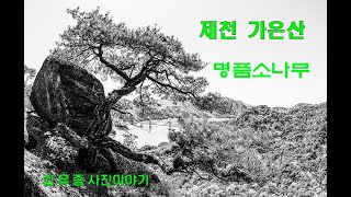 제천 가은산, 월악산 명품소나무, 가은산 명품소나무, 새바위, 꼭지바위, 유두바위, 옥순봉 쉼터, 소나무 사진, 흑백 사진, 산사진,