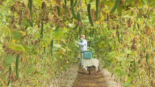 8月31日は「野菜の日」も…キュウリ農家に大雨や新型コロナの影響　岡山・久米南町