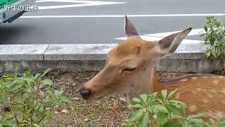 ようこそ奈良公園へ🦌ゴミ等はお持ち帰り下さい！ゴミ箱無し【奈良県より】